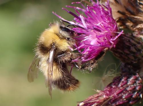 Réf. 327 493 : Bombus pratorum